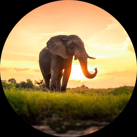 islandelephant